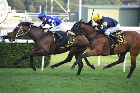 Sydney Cup Tips, Betting Odds, Past Winners and Results.